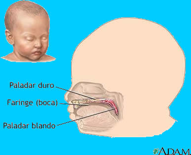 Anatomía normal